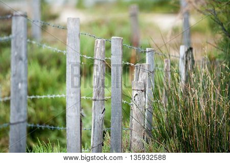 barbed fence close up in the summer
