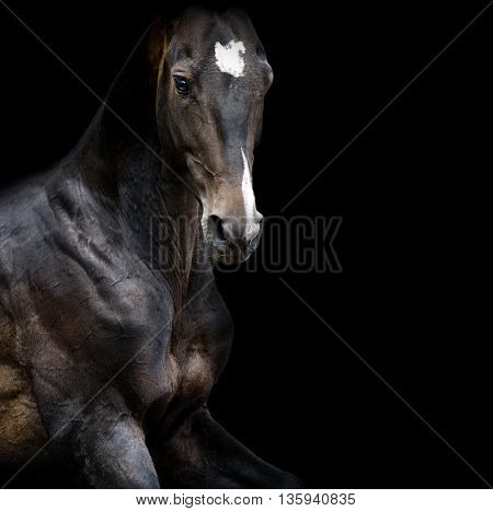 akhal-teke horse portrait closeup in low key on black background
