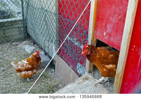 Chickens coming in and out of the chicken coop