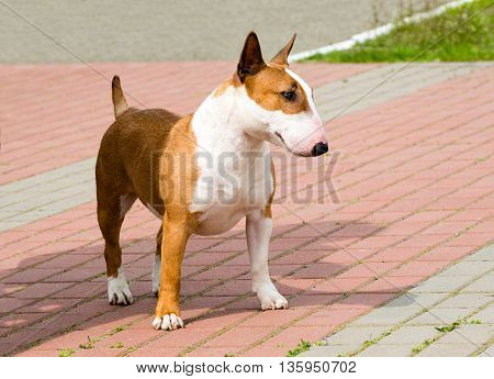 Bull Terrier looks.  Red and white Bull Terrier is on the grass.