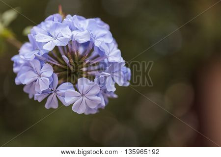 Blue flowers of Petrea volubilis, also called the sandpaper vine, which is an evergreen flowering vine native to Mexico and Central America.