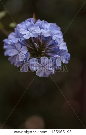 Blue flowers of Petrea volubilis, also called the sandpaper vine, which is an evergreen flowering vine native to Mexico and Central America.