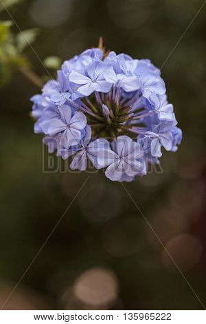 Blue flowers of Petrea volubilis, also called the sandpaper vine, which is an evergreen flowering vine native to Mexico and Central America.