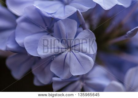 Blue flowers of Petrea volubilis, also called the sandpaper vine, which is an evergreen flowering vine native to Mexico and Central America.