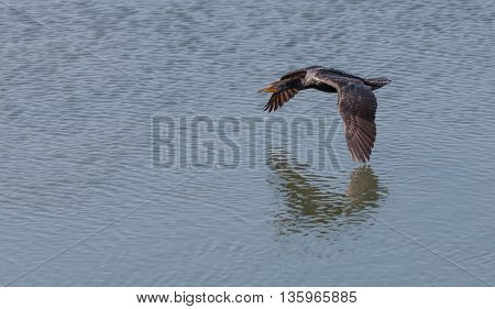 Double-crested Cormorant, Phalacrocorax auritus, flies over a marsh in Southern California