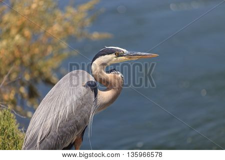 Great blue heron bird, Ardea herodias, in the wild, foraging in a lake in Huntington Beach, California, United States