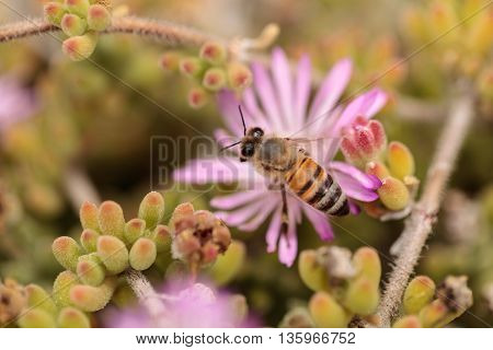Honeybee Apis mellifera gathers nectar from an ice plant succulent flower along the ground in spring.