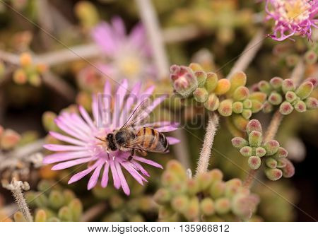 Honeybee Apis mellifera gathers nectar from an ice plant succulent flower along the ground in spring.