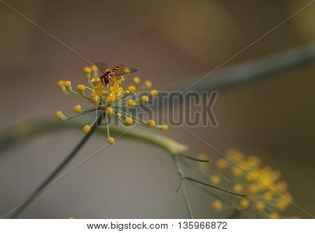 Tiny gold and brown hoverfly Sphaerophoria philanthus sits on a yellow spray of flowers