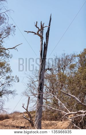 A tree burned in the center after been struck by lightning.