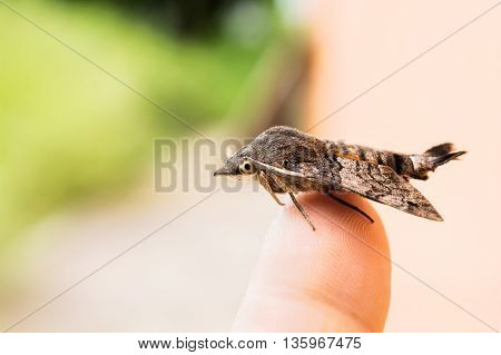 Amphion Floridensis Catch On Finger
