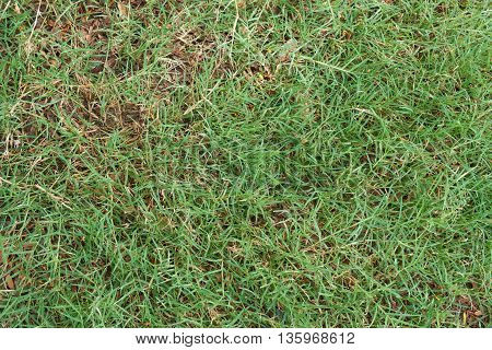 Natural grass growing among rotting leaves lying on the ground.