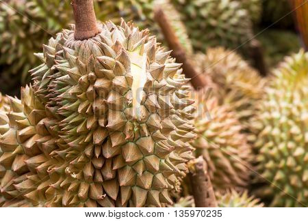 The Durain Is Slit For Example To Customer In Thailand Market, King Of Friut