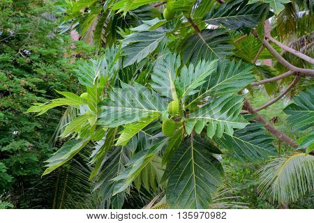 breadfruit : the large round starchy fruit of a tropical tree which is used as a vegetable and sometimes to make a substitute for flour.