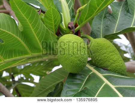 breadfruit : the large round starchy fruit of a tropical tree which is used as a vegetable and sometimes to make a substitute for flour.