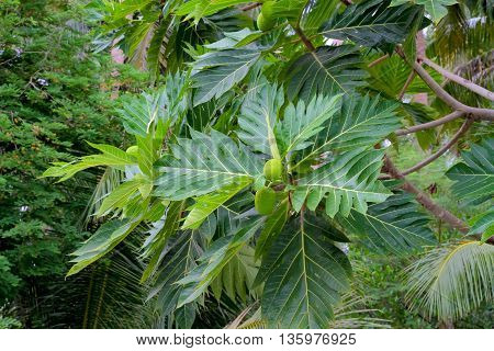 breadfruit : the large round starchy fruit of a tropical tree which is used as a vegetable and sometimes to make a substitute for flour.