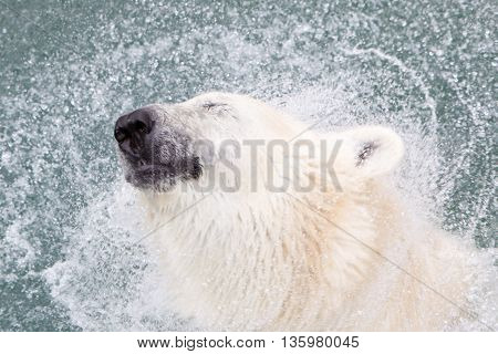 Close-up Of A Polarbear (icebear), Selective Focus On The Eye