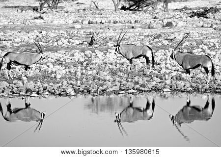 mono image of three gemsbok oryx nest to a waterhole in etosha national park with goof water reflection