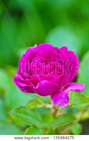 Blooming Purple Rose Flower with green background