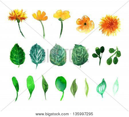 Beautiful nature with flower dandelion fluff. Floral with summer or spring flowers. Stylish trendy wallpaper.