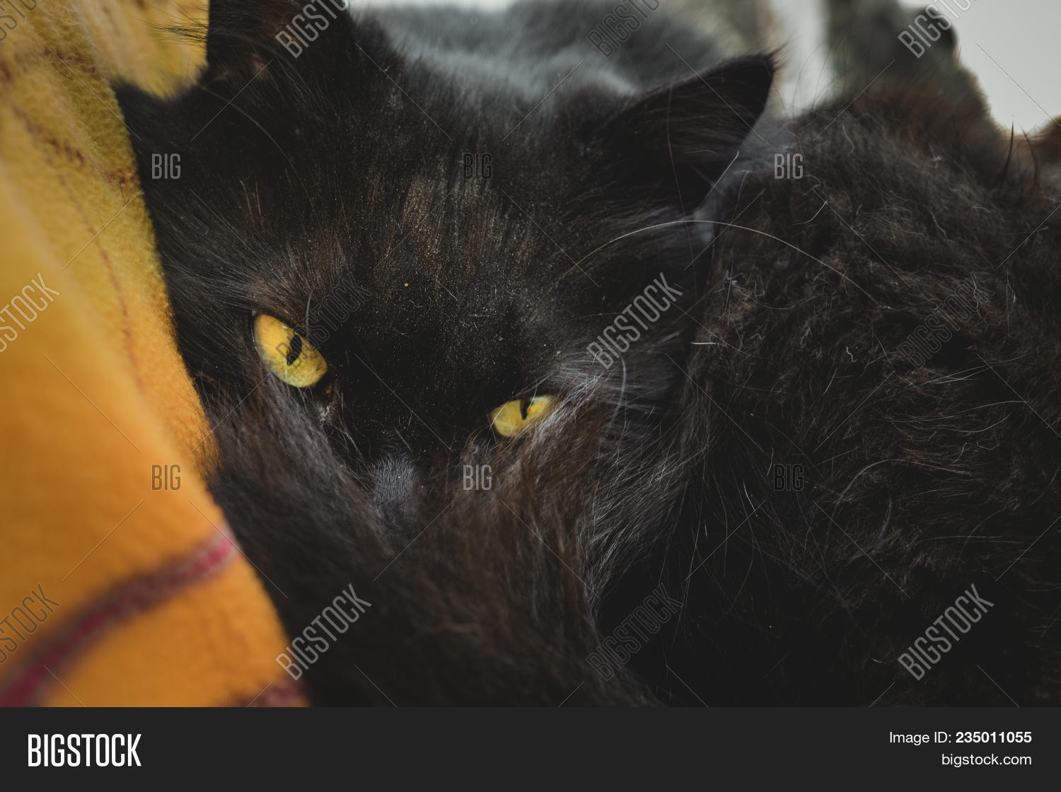chantilly cat price