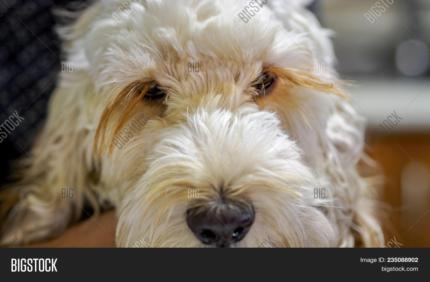 What Kind Of Dog Is A Spoodle