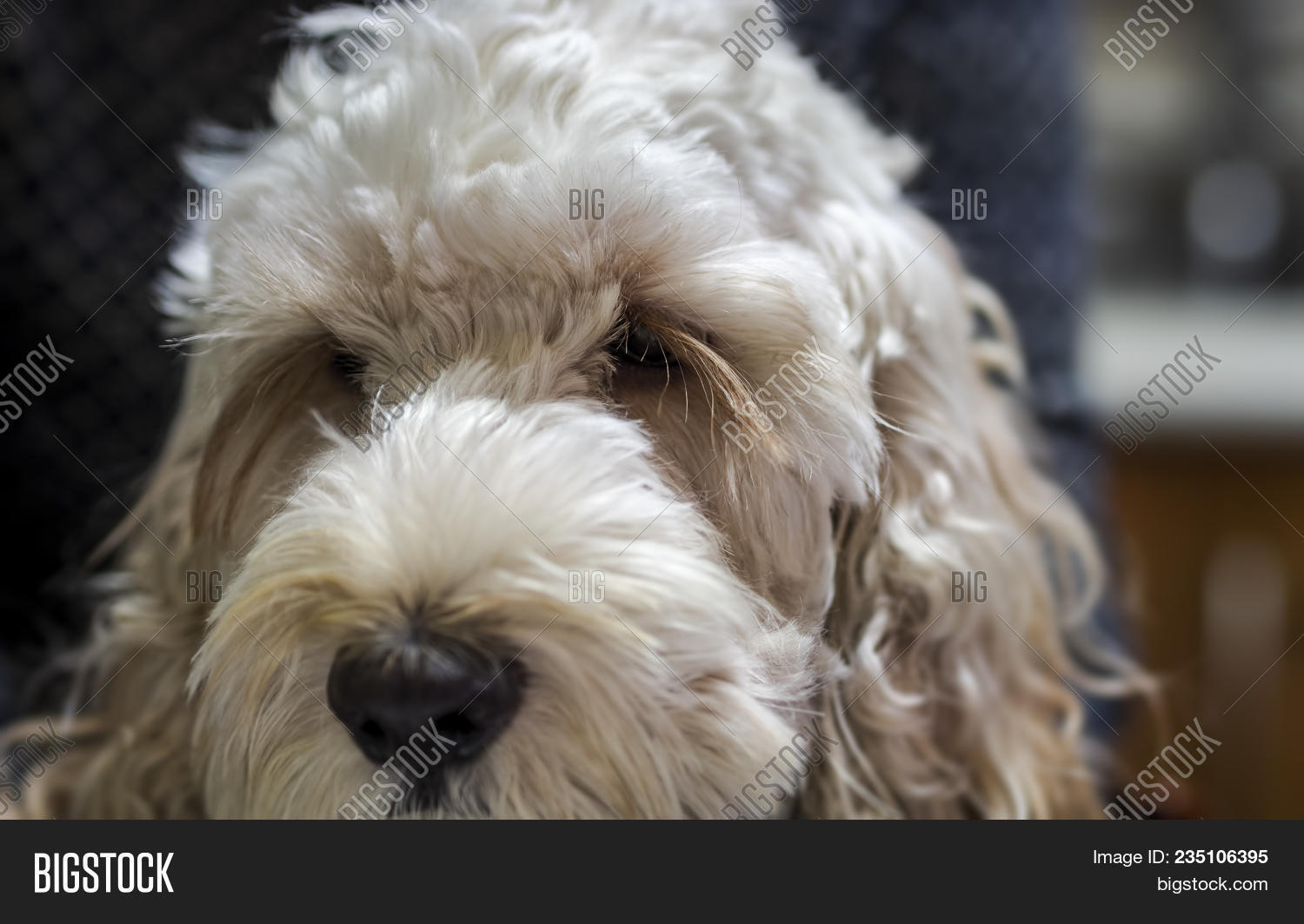 Spoodle Background What Sort Of Dog Is A Spoodle