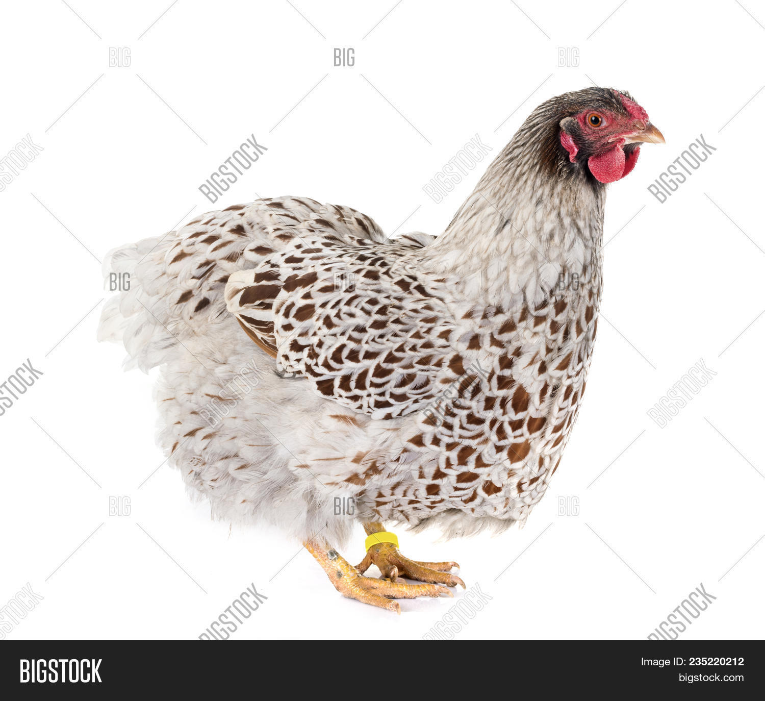 Blue-laced Wyandotte Image & Photo (Free Trial) | Bigstock