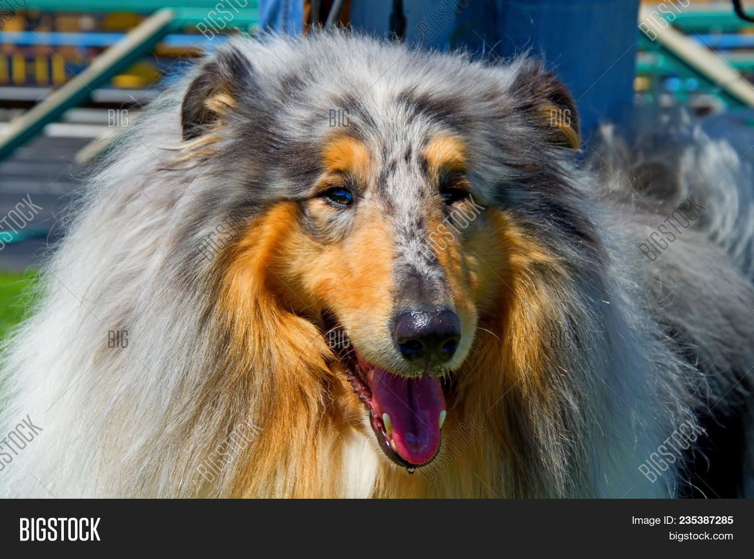 long haired dog distinctive ruff