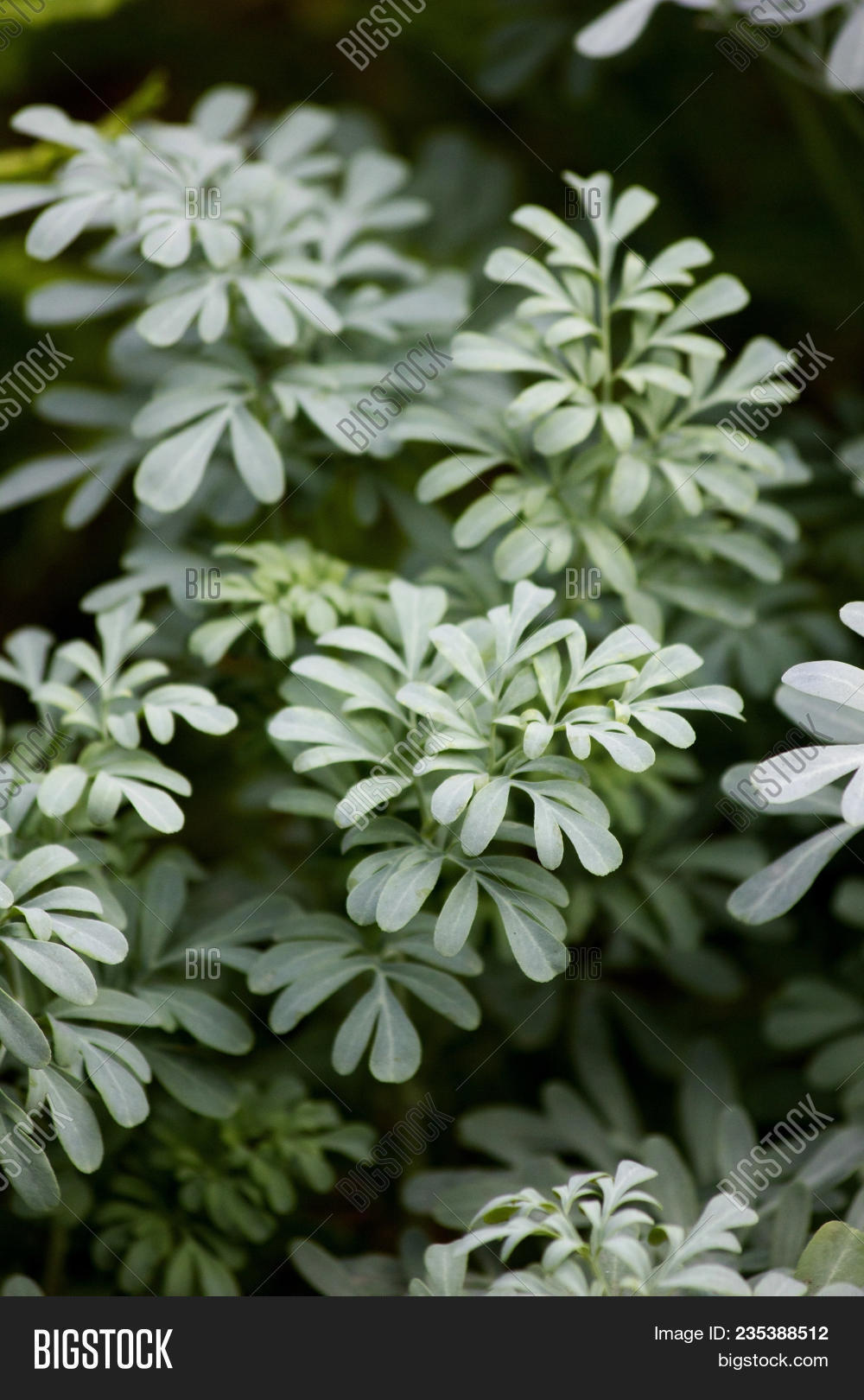 Common Rue Branch On Image & Photo (Free Trial) | Bigstock