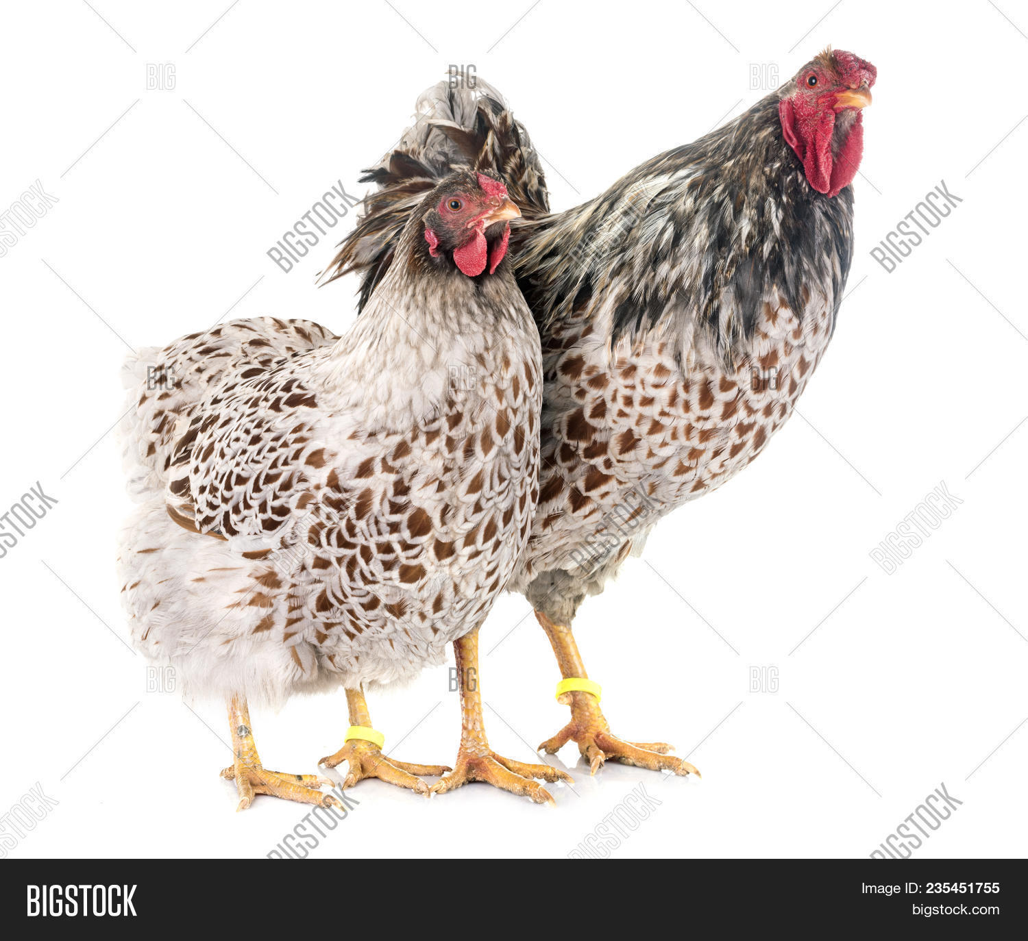 Blue-laced Wyandotte Image & Photo (Free Trial) | Bigstock