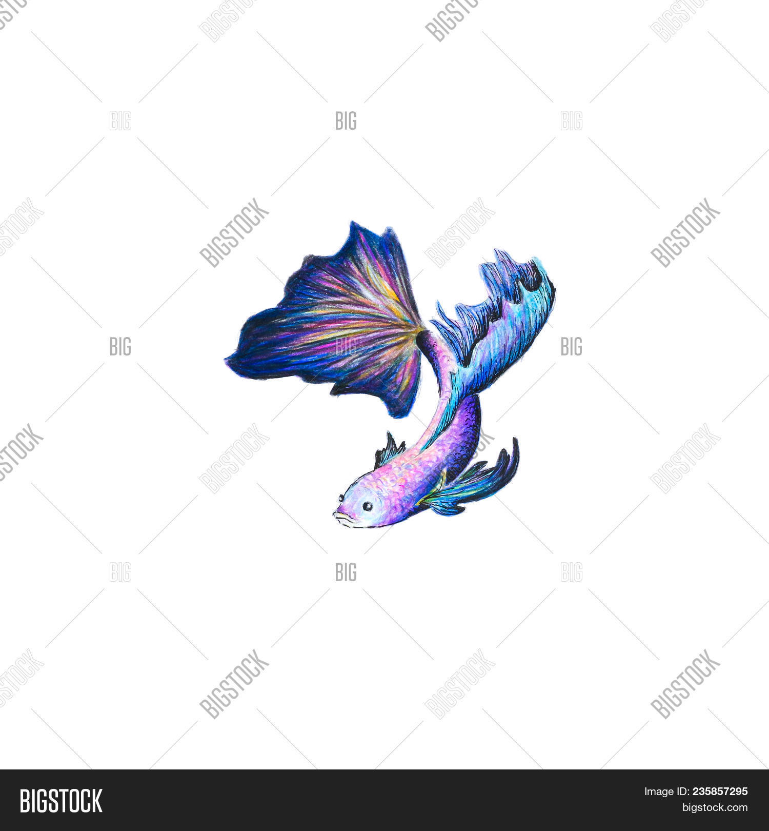 bright colored fish image photo free trial bigstock