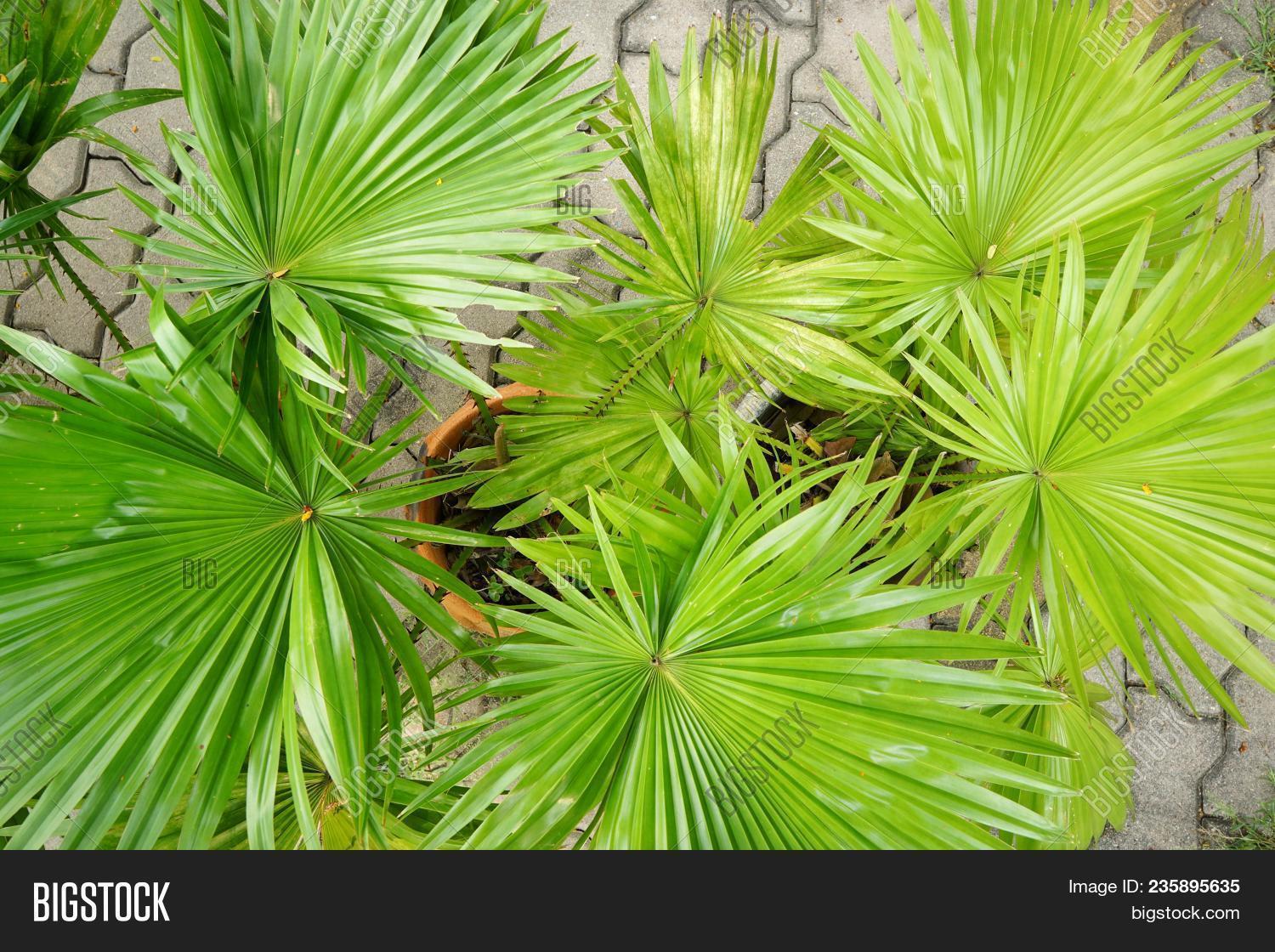 Top View Saw Palmetto Image & Photo (Free Trial) | Bigstock