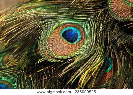 Green Peafowl / Peacock (pavo Muticus) Eyespot On Tail Feathers (shallow Dof)