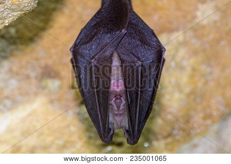Lesser Horseshoe Bat (rhinolophus Hipposideros) Body Close Up. A Rare Bat Hanging From Rock In A Cav