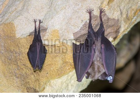 Comparison Of Greater And Lesser Horseshoe Bats. Two Rare Bats In The Genus Rhinolophus Together, Sh