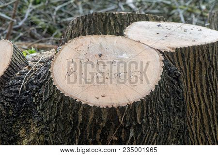 Tree Murder Written On Felled Tree. A Local Has Expressed Displeasure With Decision To Cut Down Larg