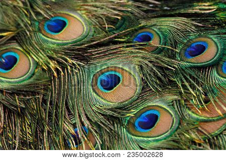 Green Peafowl / Peacock (pavo Muticus) Tail Feathers Background