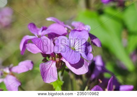Malva Sylvestris Known As Common Mallow, Cheeses, High Mallow Or Tall Mallow