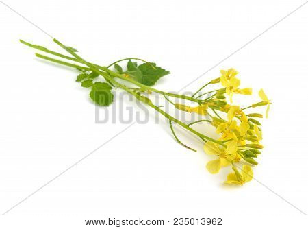 Yellow Sinapis Flower. Isolated On White Background.
