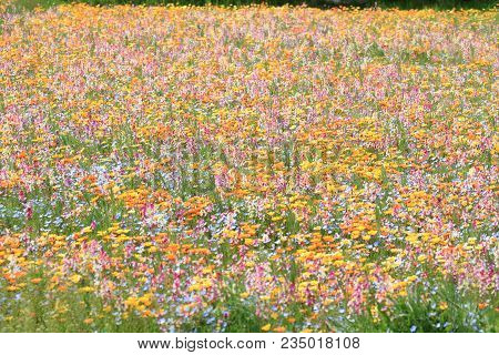 Flower Bed At Naka River, Izu, Shizuoka, Japan
