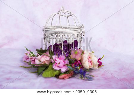 Flower, Nature, Spring, Beauty, Colorful, Pink, Awakening Of Nature