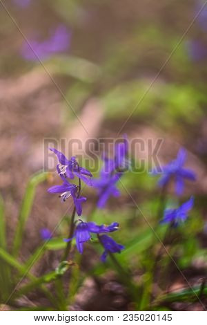 First Spring Scilla Siberica Flowers