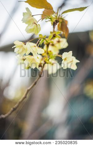 Blooming Sakura Trees