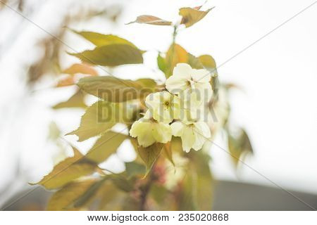 Blooming Sakura Trees