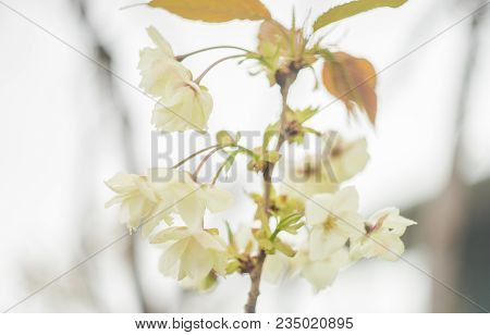 Blooming Sakura Trees