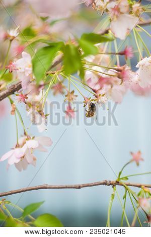 Blooming Sakura Trees