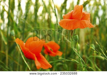 Red Poppy Flowers On The Field Of Wheat Summertime