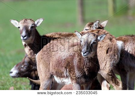 Group Of Mouflons On A Meadow In A Game Park