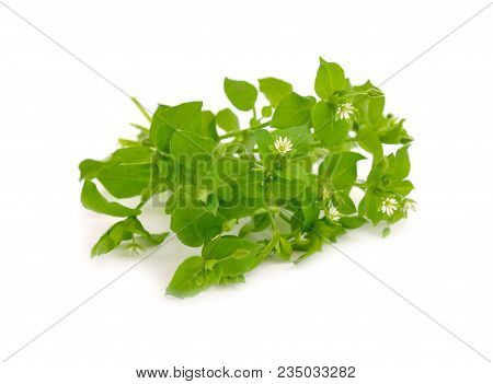 Blossoming Stellaria Flowers Isolated On White Background.